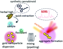 Graphical abstract: Rapid detection of synthetic cannabinoids in herbal highs using surface-enhanced Raman scattering produced by gold nanoparticle co-aggregation in a wet system