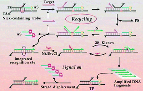 Graphical abstract: A catalytic DNA circuit-programmed and enzyme-powered autonomous DNA machine for nucleic acid detection