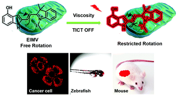 Graphical abstract: Discriminating normal and inflammatory models by viscosity changes with a mitochondria-targetable fluorescent probe