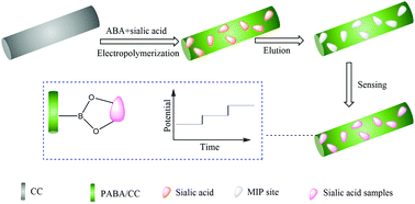 Graphical abstract: Potentiometric analysis of sialic acid with a flexible carbon cloth based on boronate affinity and molecularly imprinted polymers