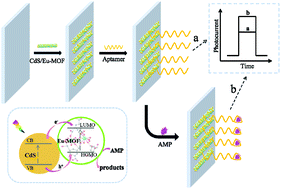 Graphical abstract: Synthesis of a CdS-decorated Eu-MOF nanocomposite for the construction of a self-powered photoelectrochemical aptasensor