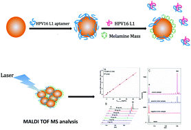 Graphical abstract: Competitive adsorption on gold nanoparticles for human papillomavirus 16 L1 protein detection by LDI-MS