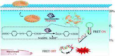 Graphical abstract: A fluorescent nanoprobe based on azoreductase-responsive metal–organic frameworks for imaging VEGF mRNA under hypoxic conditions