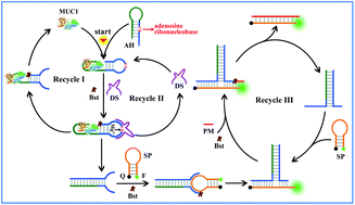 Graphical abstract: Cascaded multiple recycling amplifications for aptamer-based ultrasensitive fluorescence detection of protein biomarkers
