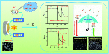 Graphical abstract: A novel electrochemical sensor based on microporous polymeric nanospheres for measuring peroxynitrite anion released by living cells and studying the synergistic effect of antioxidants