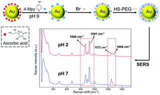 Graphical abstract: Bromide ion-functionalized nanoprobes for sensitive and reliable pH measurement by surface-enhanced Raman spectroscopy