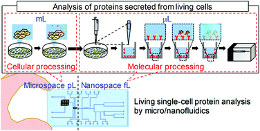 Graphical abstract: Cytokine analysis on a countable number of molecules from living single cells on nanofluidic devices