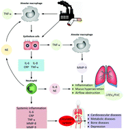 Graphical abstract: Sputum and salivary protein biomarkers and point-of-care biosensors for the management of COPD