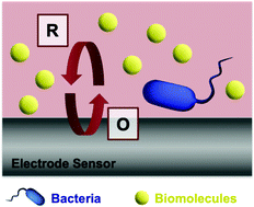 Graphical abstract: Electrochemical sensors for rapid diagnosis of pathogens in real time