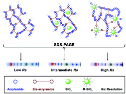 Graphical abstract: Enhanced electrophoretic separation of proteins by tethered SiO2 nanoparticles in an SDS-polyacrylamide gel network