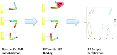 Graphical abstract: Differential presentation of a single antimicrobial peptide is sufficient to identify LPS from distinct bacterial samples
