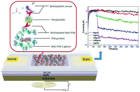 Graphical abstract: An electronic enzyme-linked immunosorbent assay platform for protein analysis based on magnetic beads and AlGaN/GaN high electron mobility transistors