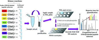 Graphical abstract: A rapid, multiplexed kinase activity assay using 8-plex iTRAQ labeling, SPE, and MALDI-TOF/TOF MS