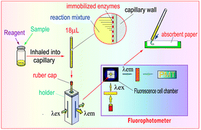 Graphical abstract: A novel immobilization fluorescence capillary analysis method and its applications