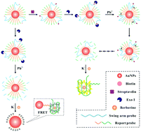Graphical abstract: Label-free fluorescence DNA walker for protein analysis based on terminal protection and dual enzyme assisted cleavage induced G-quadruplex/berberine conformation