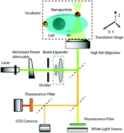 Graphical abstract: Single point single-cell nanoparticle mediated pulsed laser optoporation