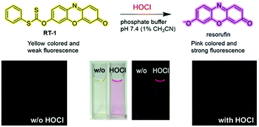 Graphical abstract: A simple hypochlorous acid signaling probe based on resorufin carbonodithioate and its biological application