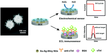 Graphical abstract: Electrochemiluminescence detection of cardiac troponin I based on Au–Ag alloy nanourchins