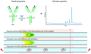 Graphical abstract: An in-line enzymatic microreactor for the middle-up analysis of monoclonal antibodies by capillary electrophoresis