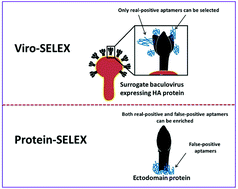 Graphical abstract: Virus-based SELEX (viro-SELEX) allows development of aptamers targeting knotty proteins