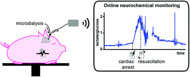 Graphical abstract: Real-time neurochemical measurement of dynamic metabolic events during cardiac arrest and resuscitation in a porcine model