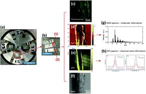 Graphical abstract: Correlative surface imaging reveals chemical signatures for bacterial hotspots on plant roots