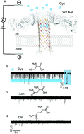 Graphical abstract: The analysis of single cysteine molecules with an aerolysin nanopore