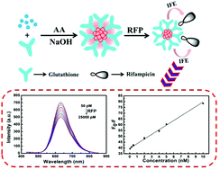 Graphical abstract: An ultra-sensitive “turn-off” fluorescent sensor for the trace detection of rifampicin based on glutathione-stabilized copper nanoclusters