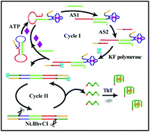 Graphical abstract: Coupling strand extension/excision amplification with target recycling enables highly sensitive and aptamer-based label-free sensing of ATP in human serum