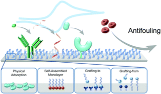 Graphical abstract: Antifouling strategies in advanced electrochemical sensors and biosensors