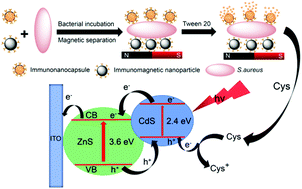 Graphical abstract: Sensitive photoelectrochemical immunoassay of Staphylococcus aureus based on one-pot electrodeposited ZnS/CdS heterojunction nanoparticles
