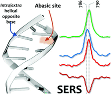 Graphical abstract: Surface-enhanced Raman spectroscopy (SERS) characterisation of abasic sites in DNA duplexes