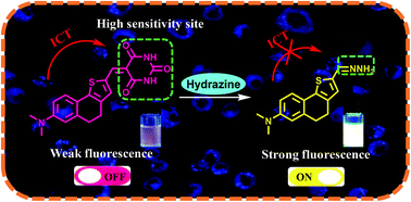 Graphical abstract: Rational design of a novel turn-on fluorescent probe for the detection and bioimaging of hydrazine with barbituric acid as a recognition group