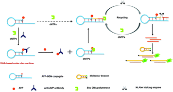 Graphical abstract: A target-driven DNA-based molecular machine for rapid and homogeneous detection of arginine-vasopressin