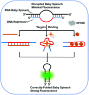 Graphical abstract: Rational design and development of a universal baby spinach-based sensing platform for the detection of biomolecules