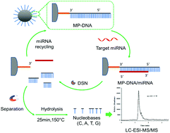 Graphical abstract: Mass spectrometric quantification of microRNAs in biological samples based on multistage signal amplification