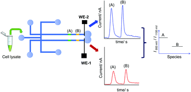 Graphical abstract: Evaluation of dual electrode configurations for microchip electrophoresis used for voltammetric characterization of electroactive species