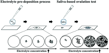 Graphical abstract: Modulation of saliva pattern and accurate detection of ovulation using an electrolyte pre-deposition-based method: a pilot study
