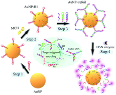Graphical abstract: A dual signal amplification strategy for the highly sensitive fluorescence detection of nucleic acids