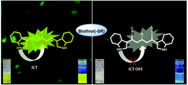 Graphical abstract: A bis-indole/carbazole based C5-curcuminoid fluorescent probe with large Stokes shift for selective detection of biothiols and application to live cell imaging