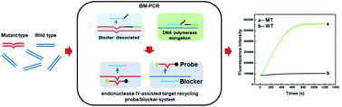 Graphical abstract: Branch migration-based polymerase chain reaction combined with endonuclease IV-assisted target recycling probe/blocker system for detection of low-abundance point mutations