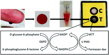 Graphical abstract: A paper-based biosensor for visual detection of glucose-6-phosphate dehydrogenase from whole blood