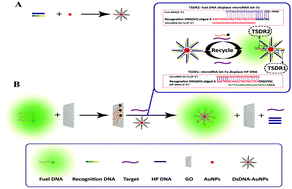 Graphical abstract: A fluorescence assay for microRNA let-7a by a double-stranded DNA modified gold nanoparticle nanoprobe combined with graphene oxide
