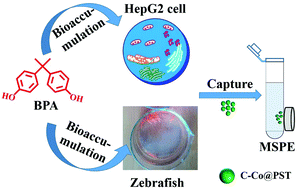 Graphical abstract: Bioaccumulation investigation of bisphenol A in HepG2 cells and zebrafishes enabled by cobalt magnetic polystyrene microsphere derived carbon based magnetic solid-phase extraction