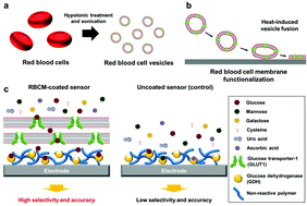 Graphical abstract: A bio-inspired highly selective enzymatic glucose sensor using a red blood cell membrane