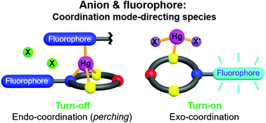 Graphical abstract: Mechanistic insights into heavy metal ion sensing by NOS2-macrocyclic fluorosensors via the structure-function relationship: influences of fluorophores, solvents and anions