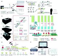 Graphical abstract: Multiplexed detection of biomarkers in lateral-flow immunoassays