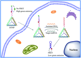 Graphical abstract: A DNA tetrahedron nanoprobe-based fluorescence resonance energy transfer sensing platform for intracellular tumor-related miRNA detection