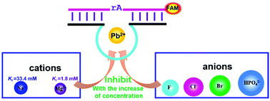 Graphical abstract: Sensitivity of a classic DNAzyme for Pb2+ modulated by cations, anions and buffers