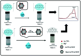 Graphical abstract: Colorimetric detection of Hg(ii) based on the gold amalgam-triggered reductase mimetic activity in aqueous solution by employing AuNP@MOF nanoparticles